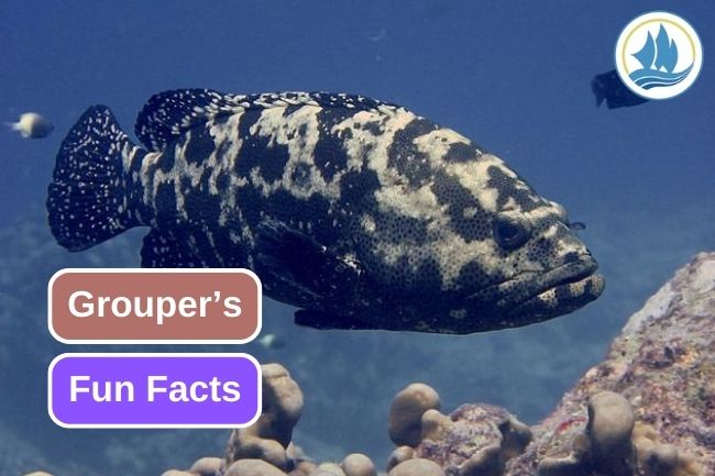 8 Impressive Facts about Grouper